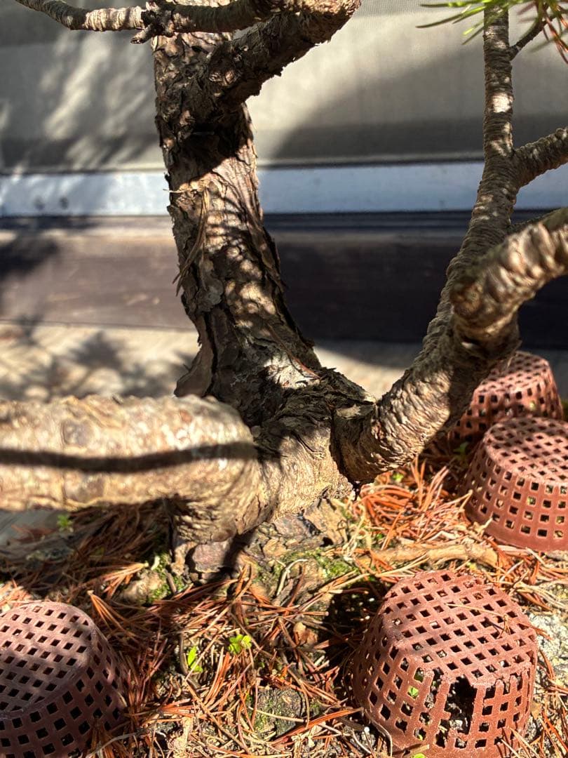 ★盆栽★ 赤石五葉松　E-26 樹齢70年以上　★愛媛県より発送★