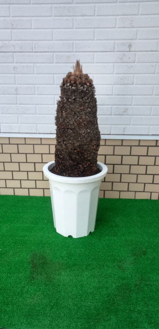 ソテツ 10号プラ鉢 高さ(鉢底から)75cm 極太