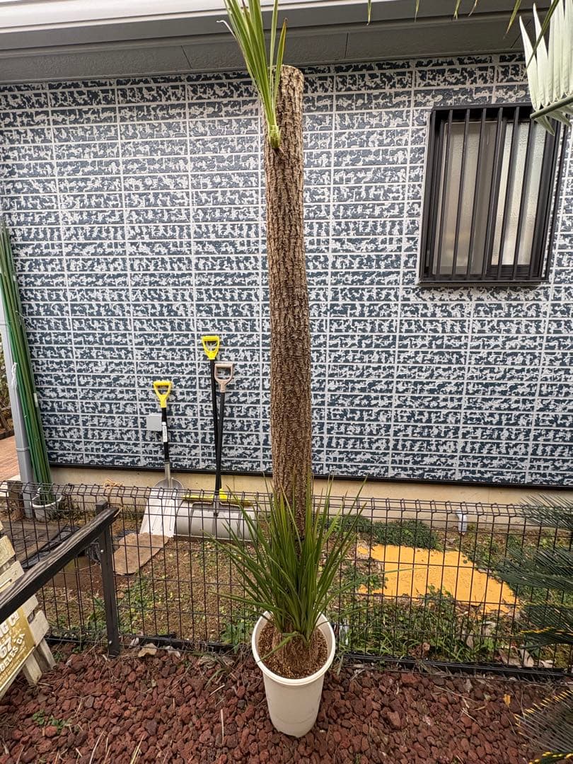 ニオイシュロラン　ドラセナ　切り株　ヒコバエ　価格応談致します　引き取り限定