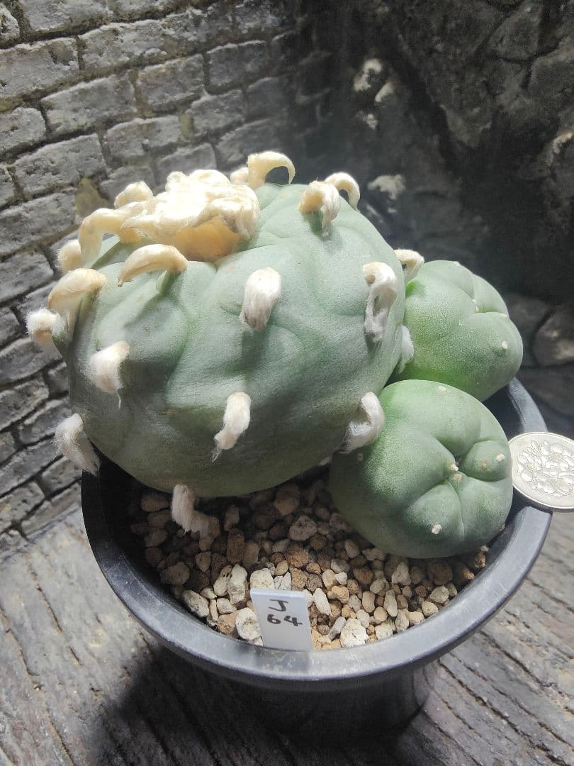 サボテン　坂井翠冠玉　J64