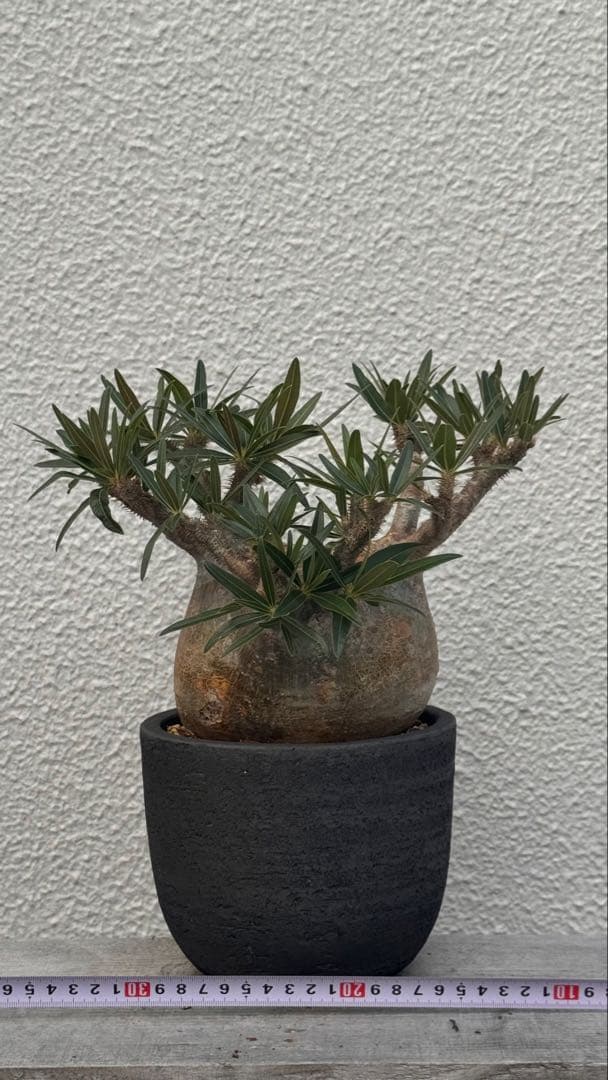 パキポディウム グラキリス　多枝コレクション株　みやび鉢付き