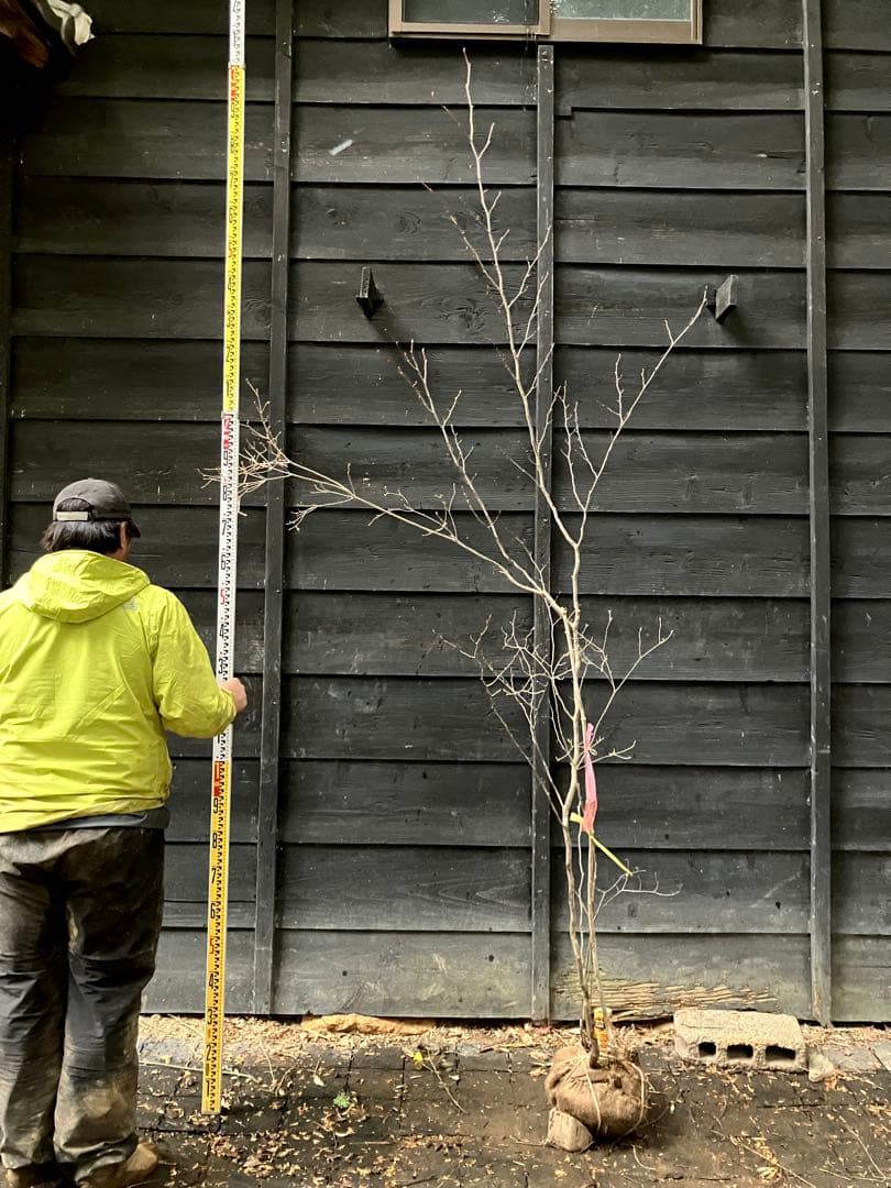 山採り　シロモジ　ミツバツツジ　バイカツツジ　混合株