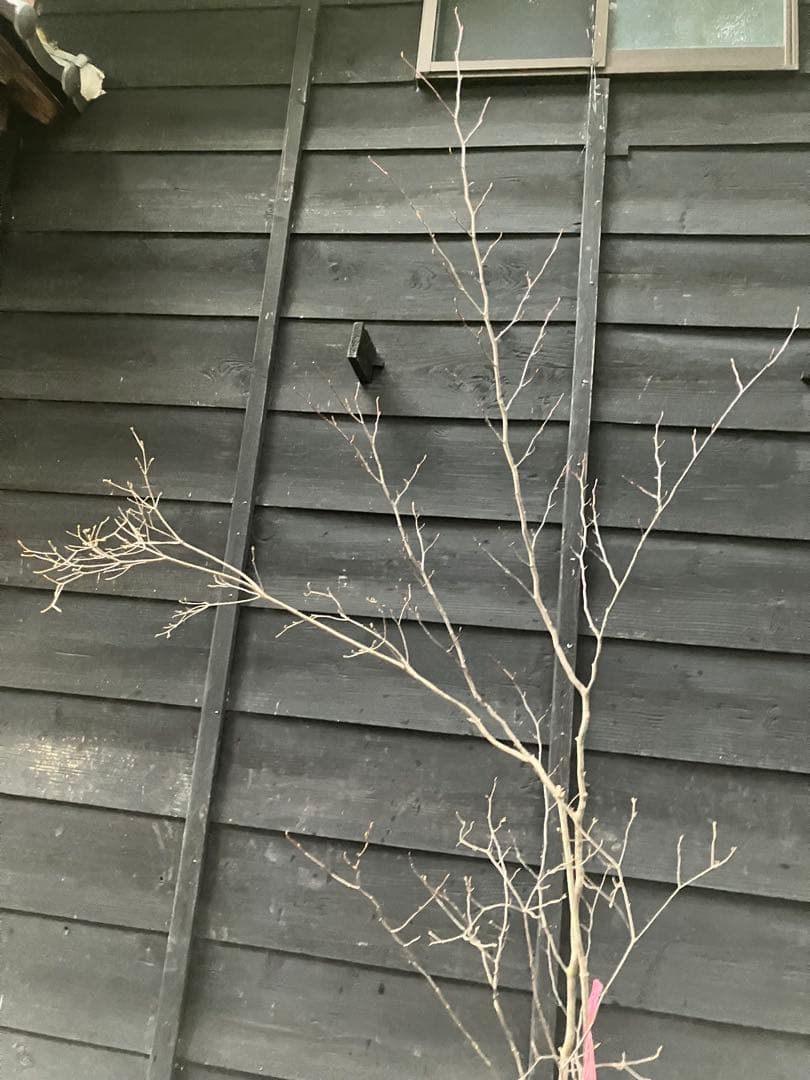 山採り　シロモジ　ミツバツツジ　バイカツツジ　混合株