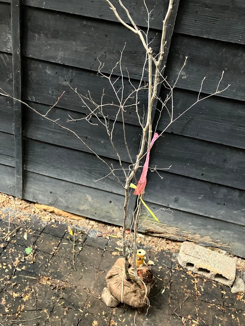 山採り　シロモジ　ミツバツツジ　バイカツツジ　混合株