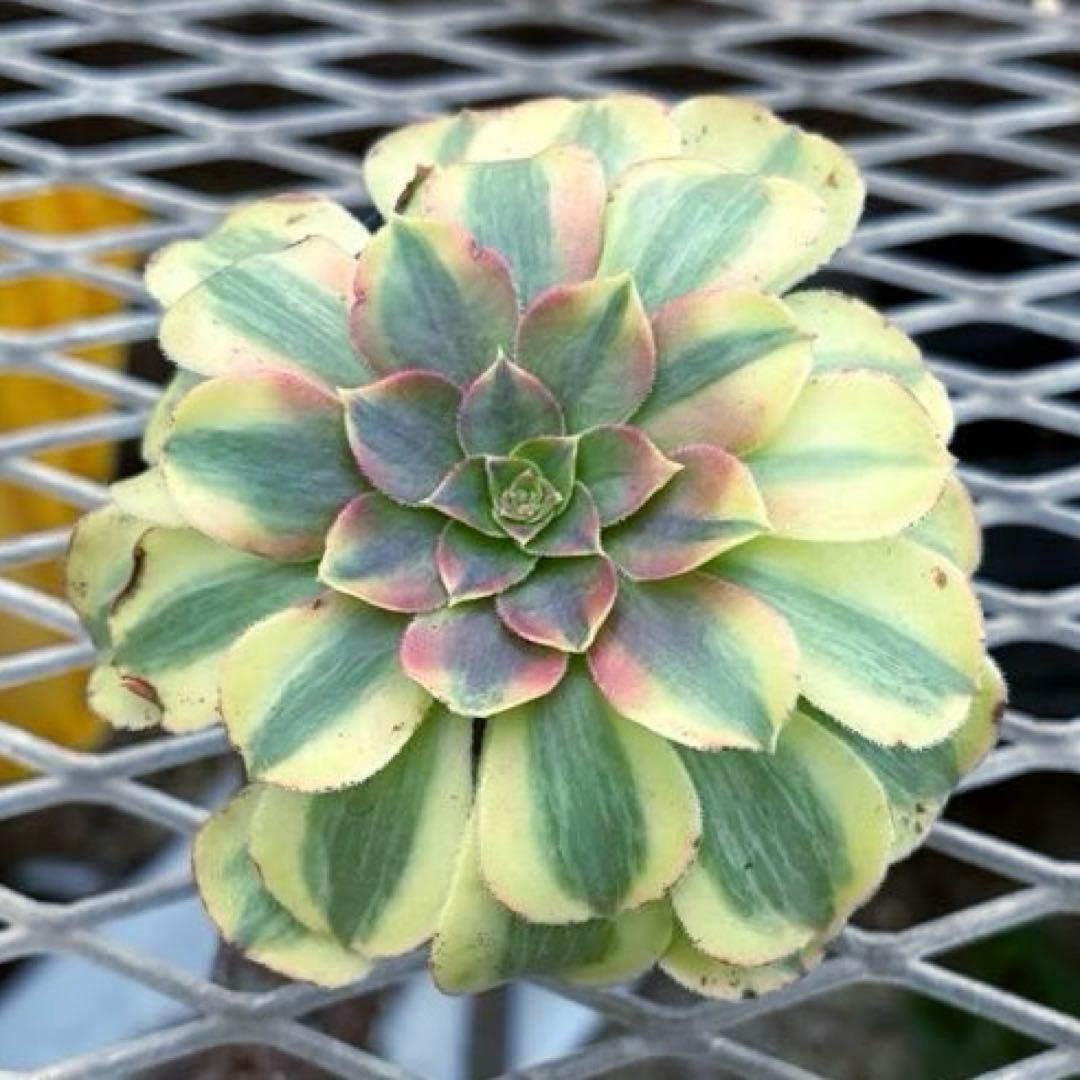 確認専用出品‼️アエオニウム　雨荷（2代） 法師錦　カット苗　ハロウィン　抜き苗