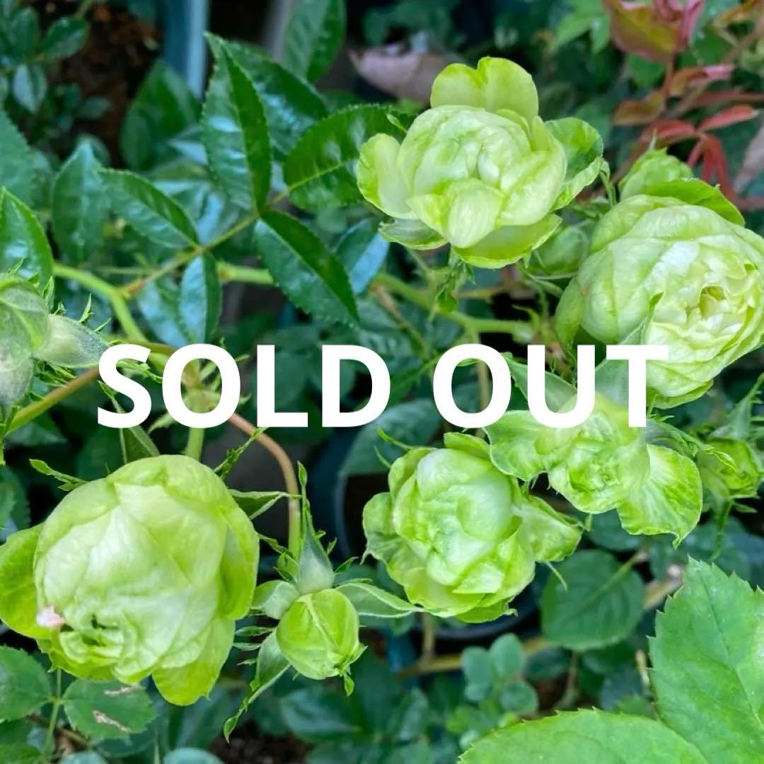 レア品種‼️コンキュサーレ