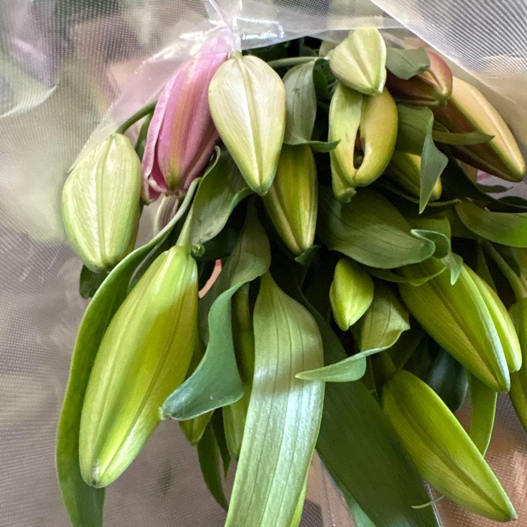 るっち 同梱まとめ買い 混合百合3〜5輪咲き40本 品種シベリア、レクサス