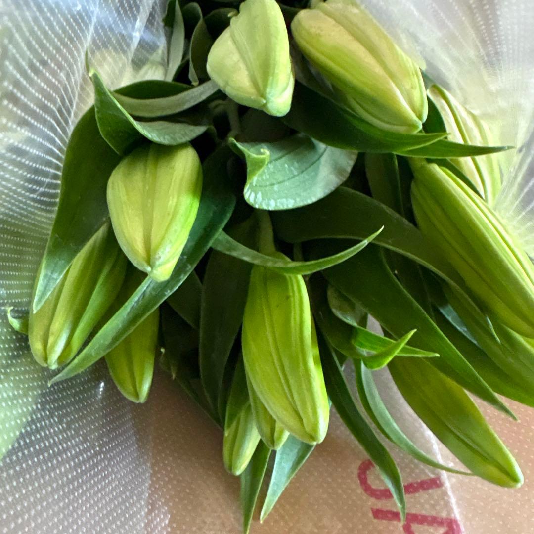 るっち 同梱まとめ買い 混合百合3〜5輪咲き40本 品種シベリア、レクサス