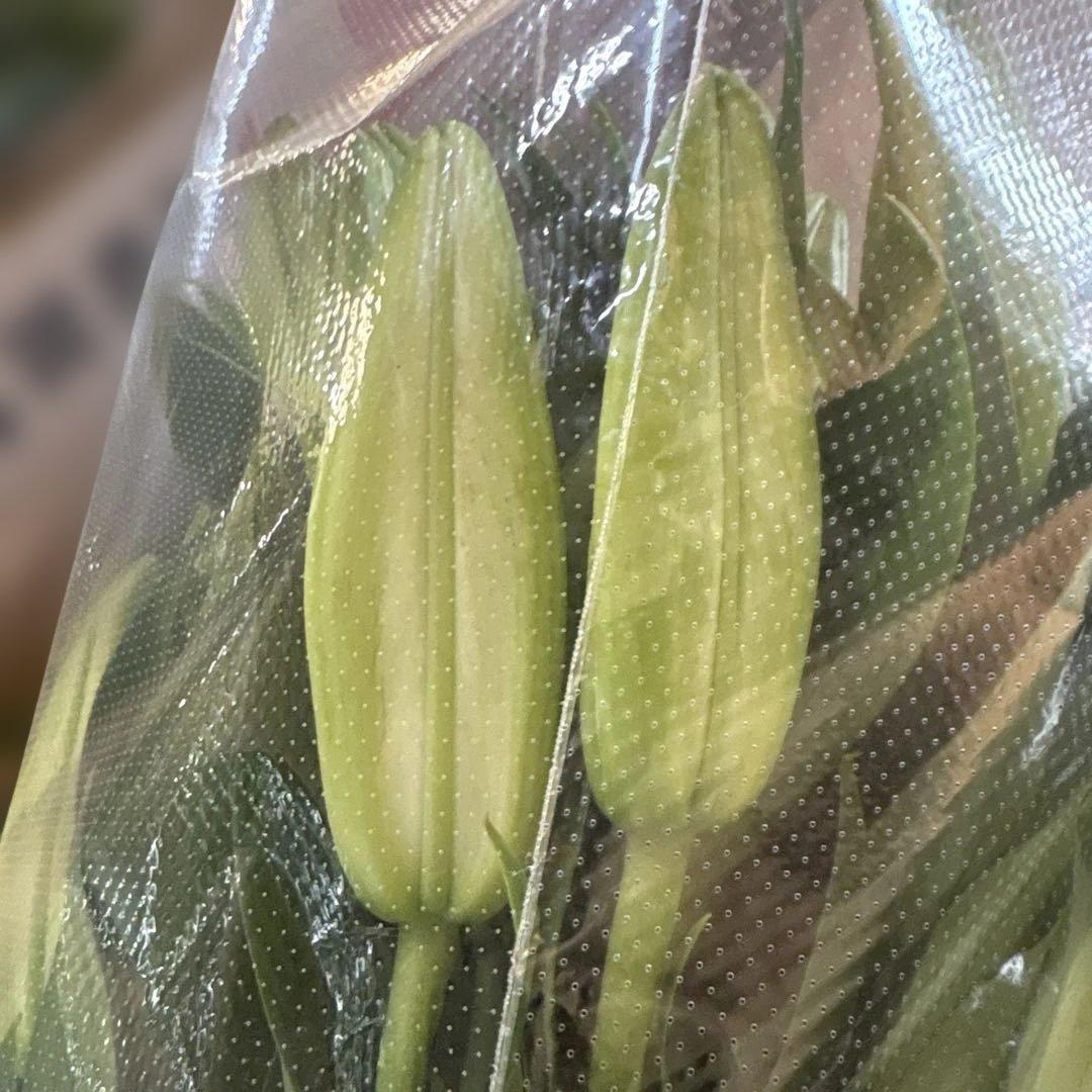 るっち 同梱まとめ買い 混合百合3〜5輪咲き40本 品種シベリア、レクサス