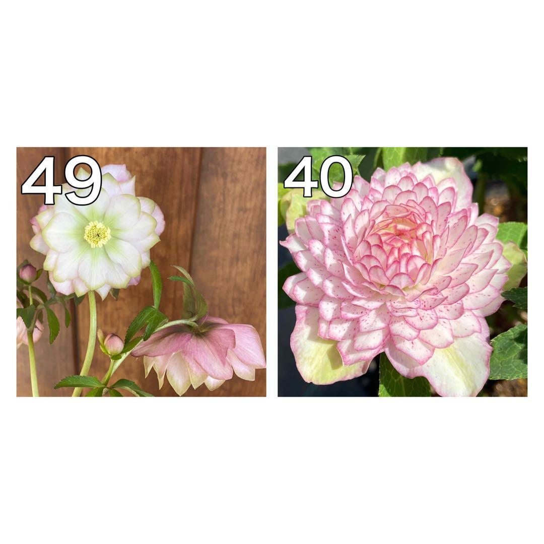 アンティークピエラ×千重咲ピンクピコティ★クリスマスローズ交配苗★未開花株★