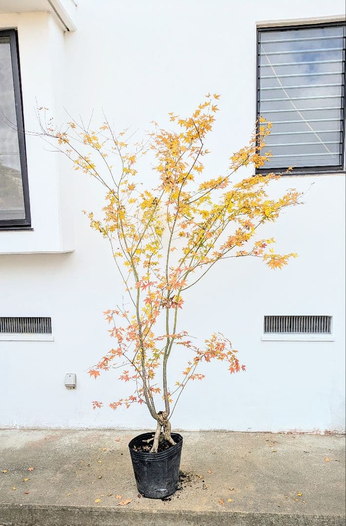 見事！ただ見事！根上がりイロハモミジ。