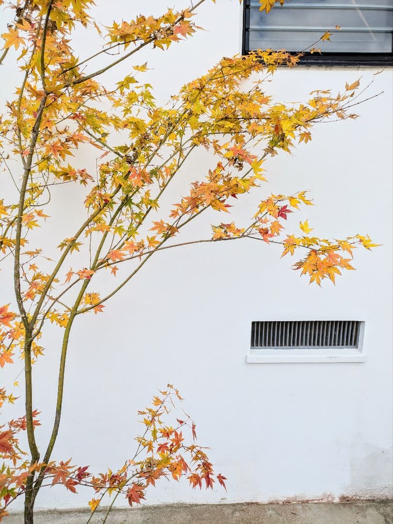 見事！ただ見事！根上がりイロハモミジ。