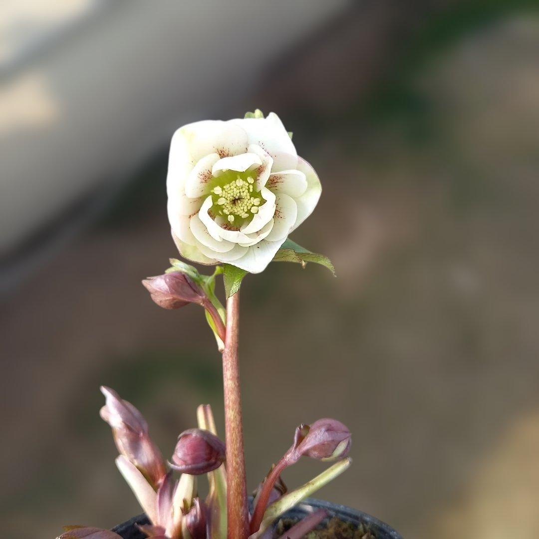 お買い得！クリスマスローズ5個セット