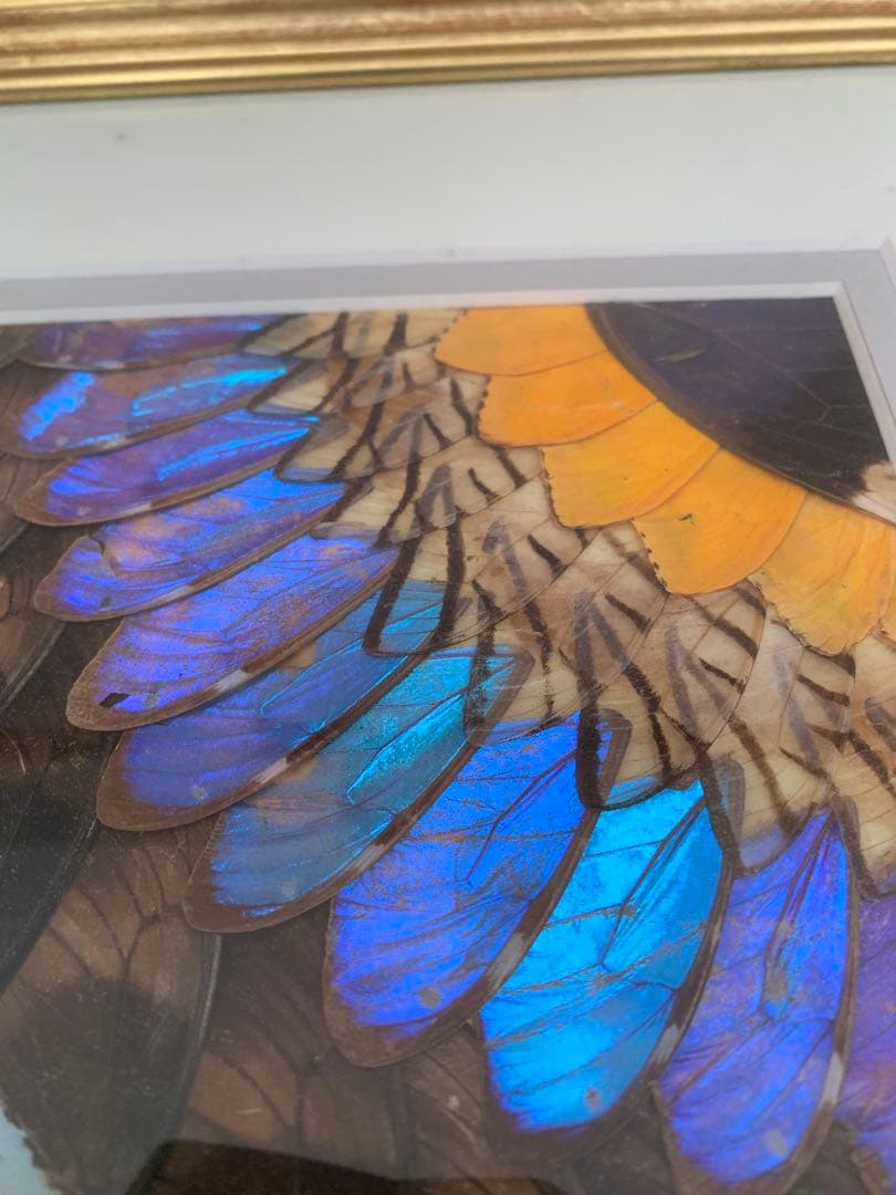 モルフォ蝶 羽絵 アート アンティーク インテリア 額装 羽細工 蝶標本 壁掛け