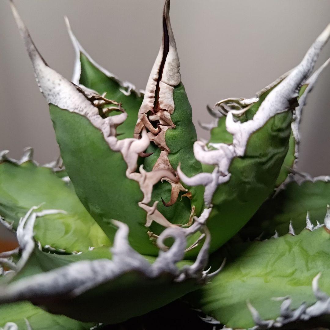 限定一株 S級アガベ \"sea king\" 海王 中株 強棘