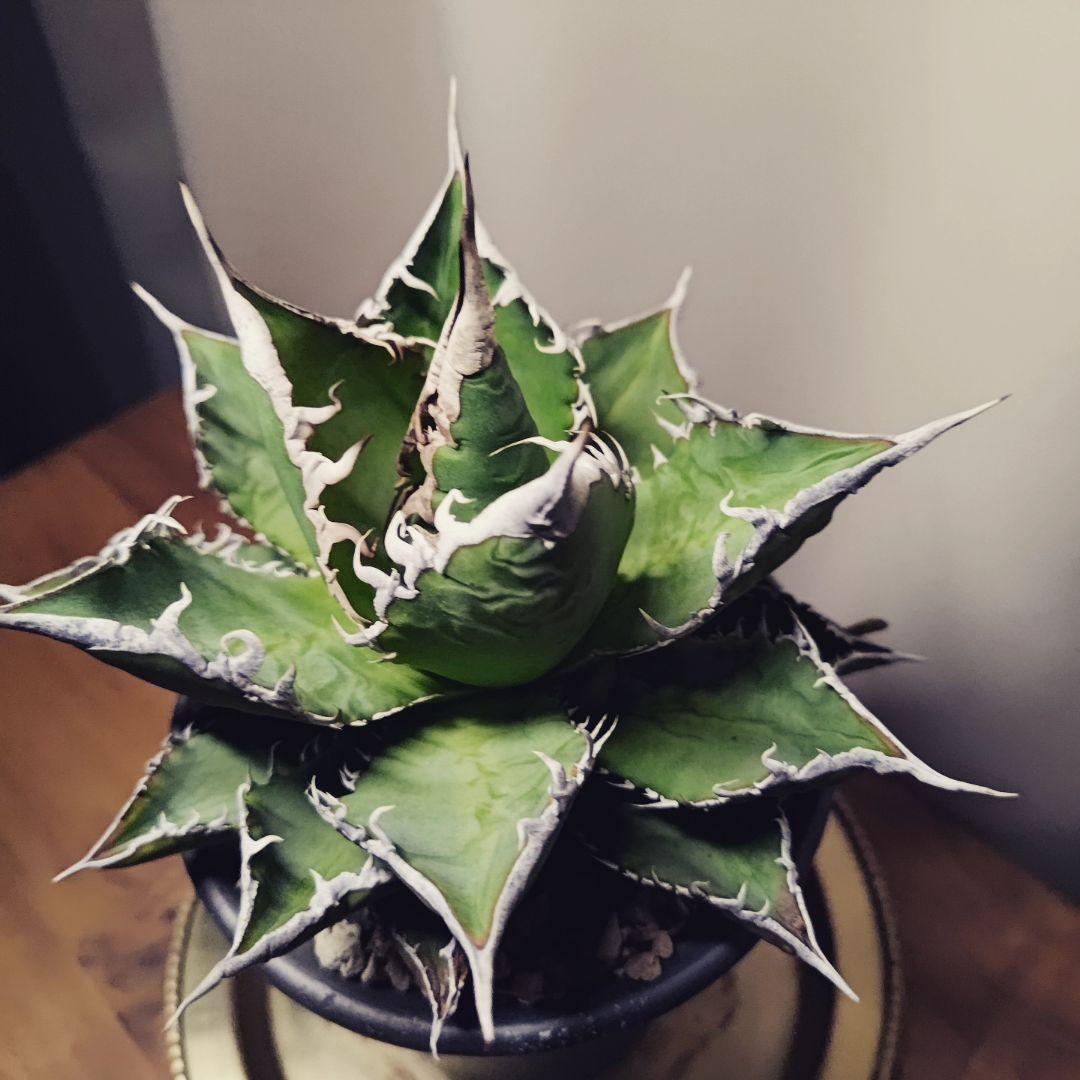 限定一株 S級アガベ \"sea king\" 海王 中株 強棘