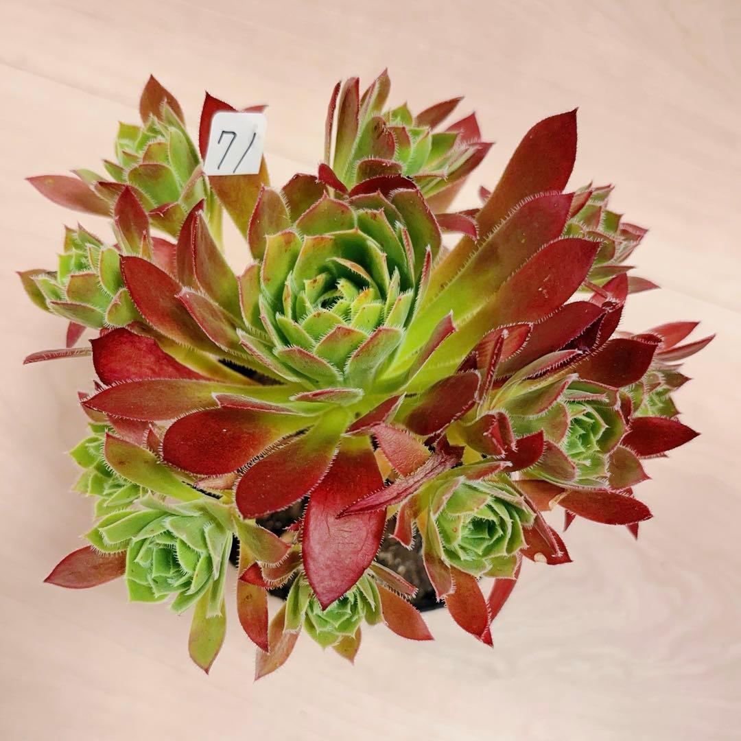 71 #多肉植物アエオニウム❤️孔雀❤️1大頭10小頭18cm拔き苗
