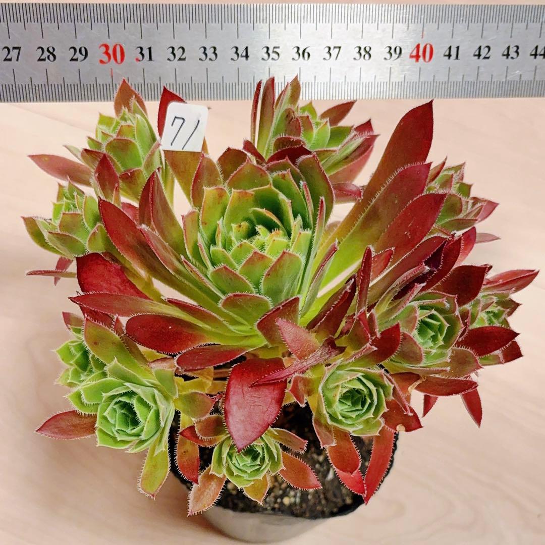 71 #多肉植物アエオニウム❤️孔雀❤️1大頭10小頭18cm拔き苗