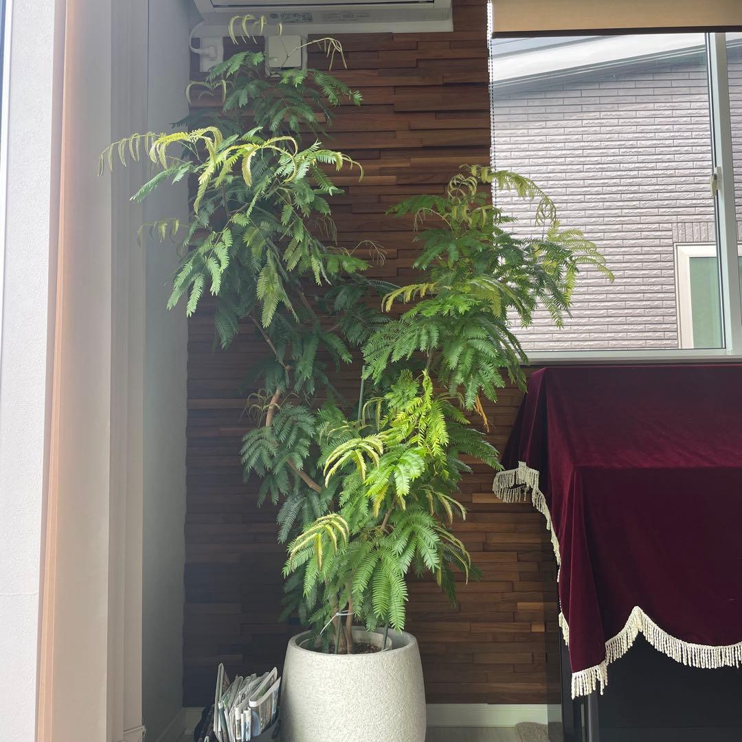 【最終価格】観葉植物 エバーフレッシュ