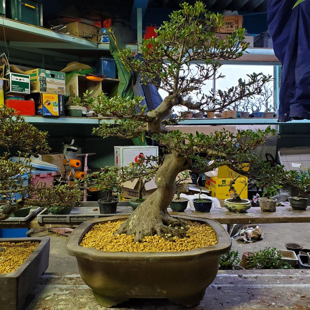 盆栽 さつき サツキ 皐月 愛の月