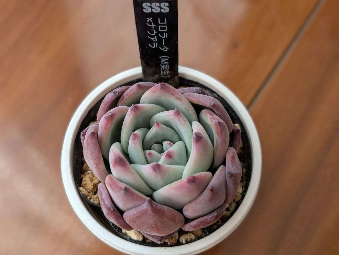 SSSさん苗 コロラータ（M実生）×ナウアラ 札付き 多肉植物