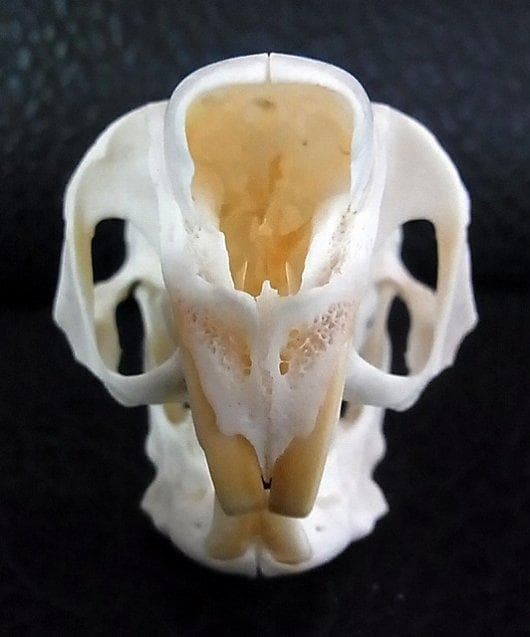 トビウサギ　Springhare　頭骨　※データ付属します