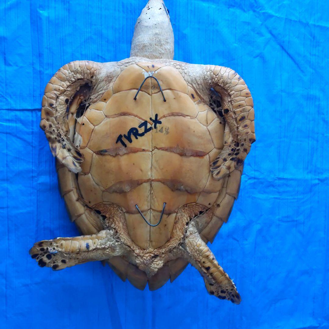 ③うみがめ〚タイマイ〛の剥製　 　壁掛けフックつき