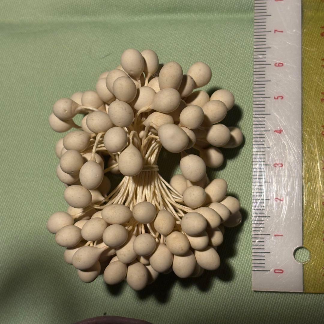 大玉ペップ　実用ペップ　1束