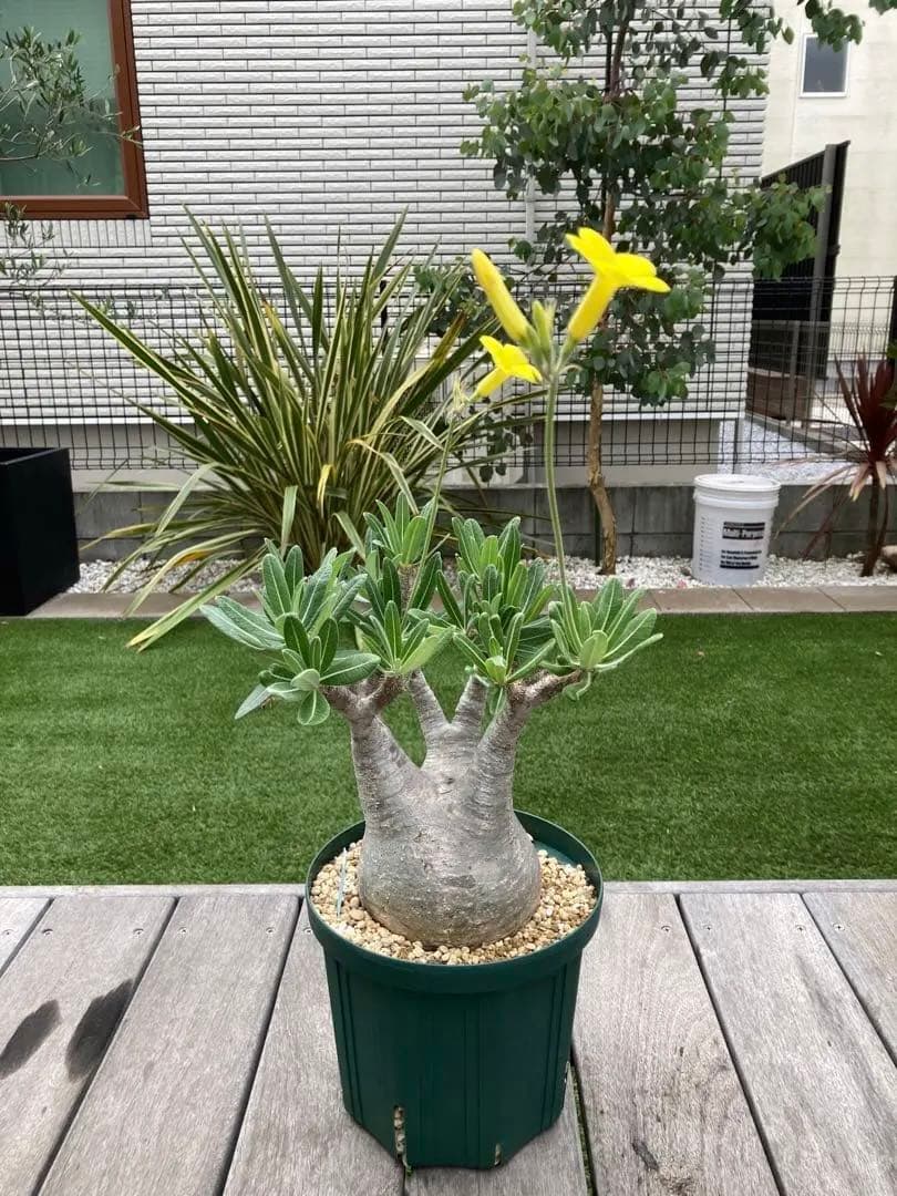 パキポディウム　グラキリス