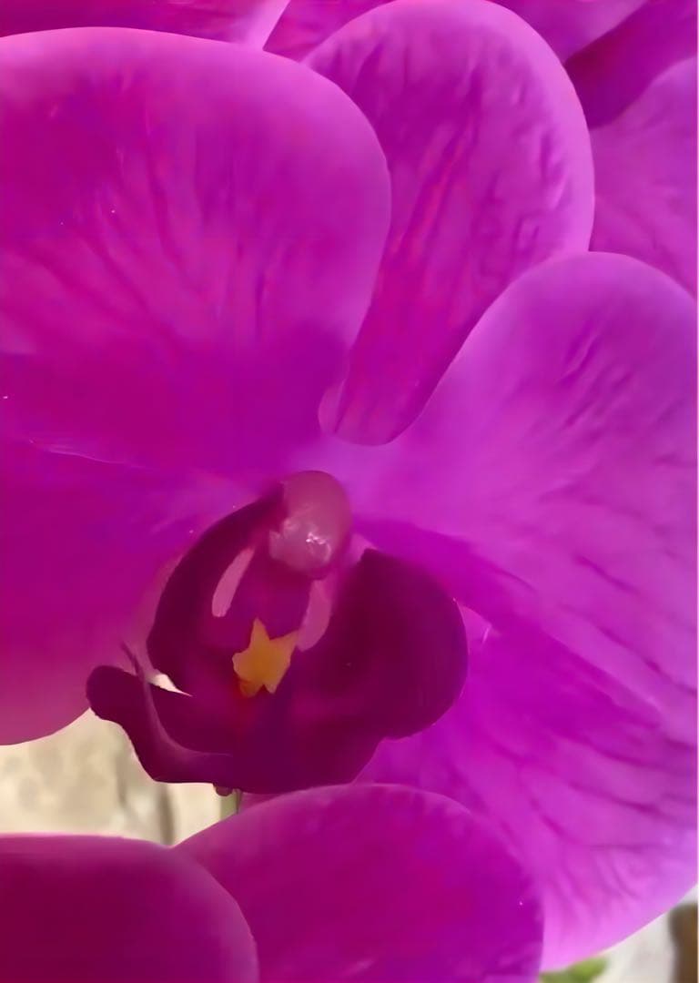 光触媒　人工観葉植物　ウォールグリーン　フェイク　フラワー　リアル胡蝶蘭7070