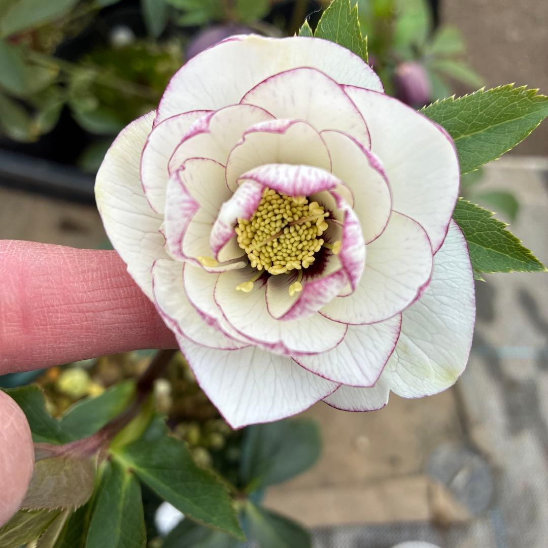 クリスマスローズ　ピコティフラッシュ　開花途中　６寸　珍しい