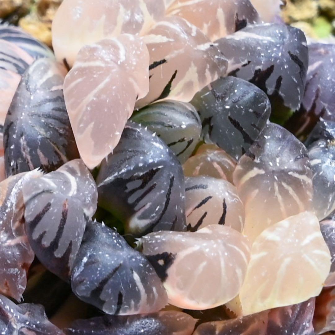 ハオルチア 紅雫錦 極上斑 親株サイズ