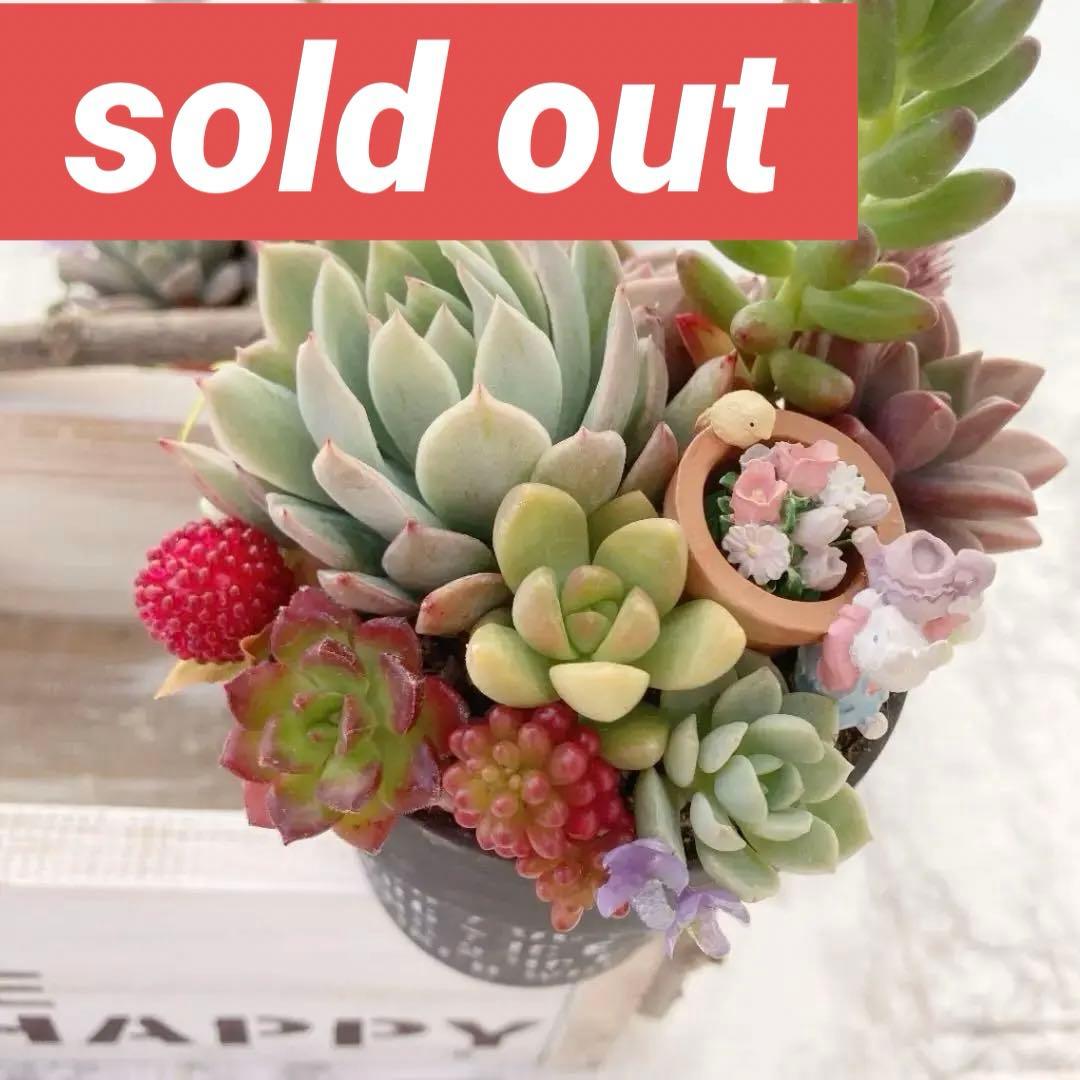 多肉植物 寄せ植え（ブラッドブリアナ）