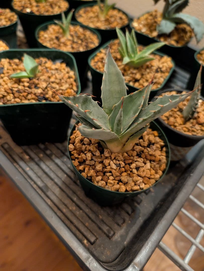 ごくうさま確認用　パラサナ　実生株