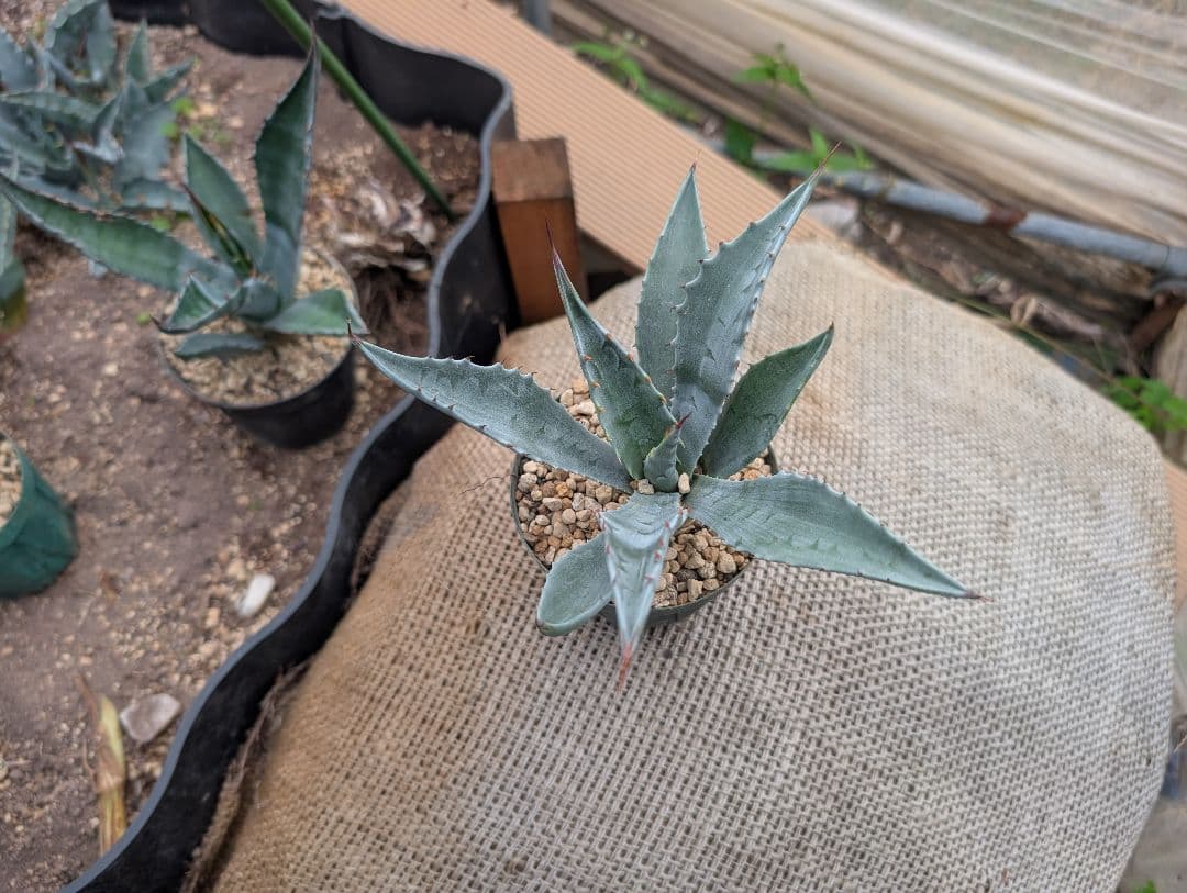 ごくうさま確認用　パラサナ　実生株