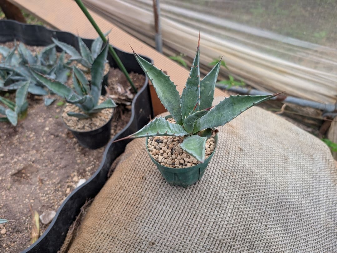 ごくうさま確認用　パラサナ　実生株