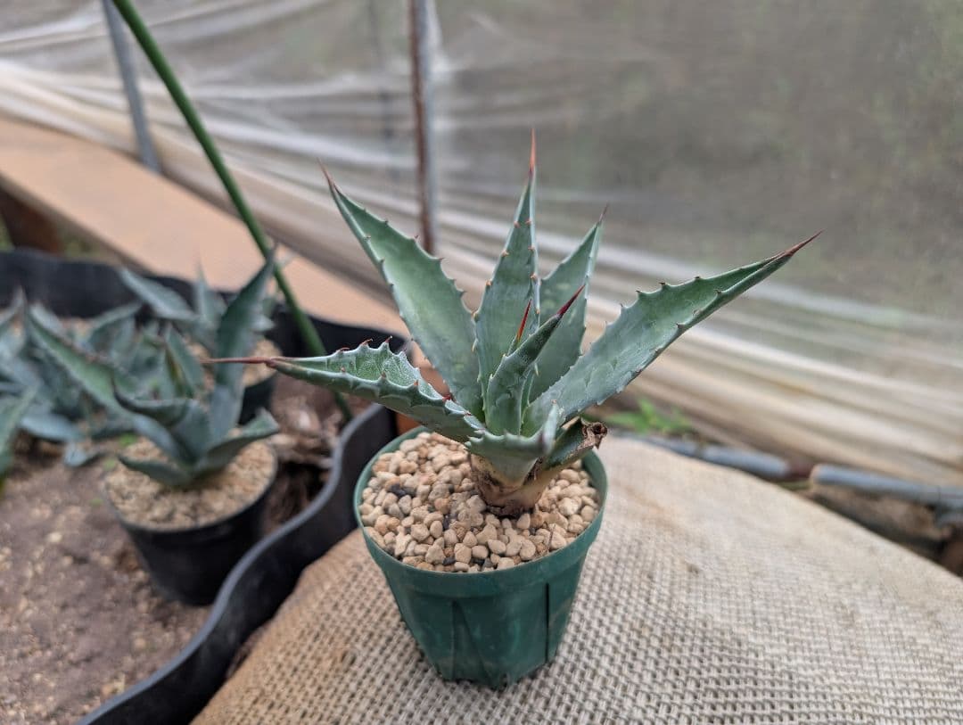 ごくうさま確認用　パラサナ　実生株