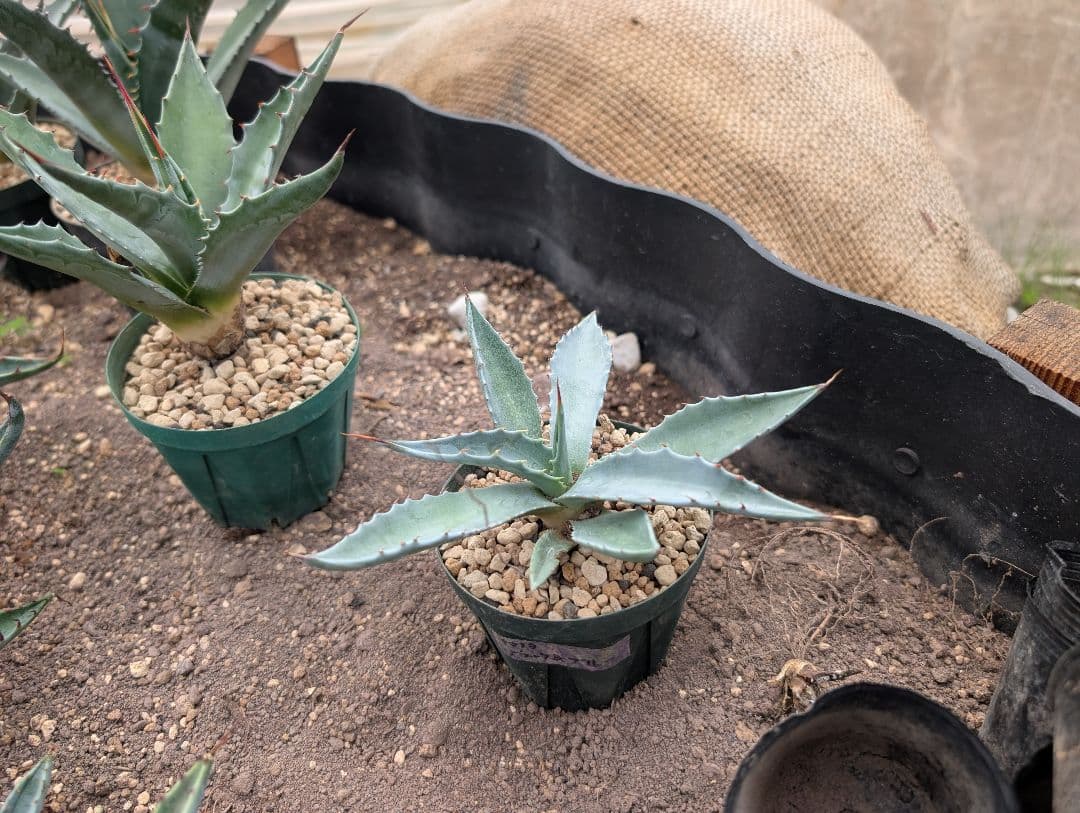 ごくうさま確認用　パラサナ　実生株