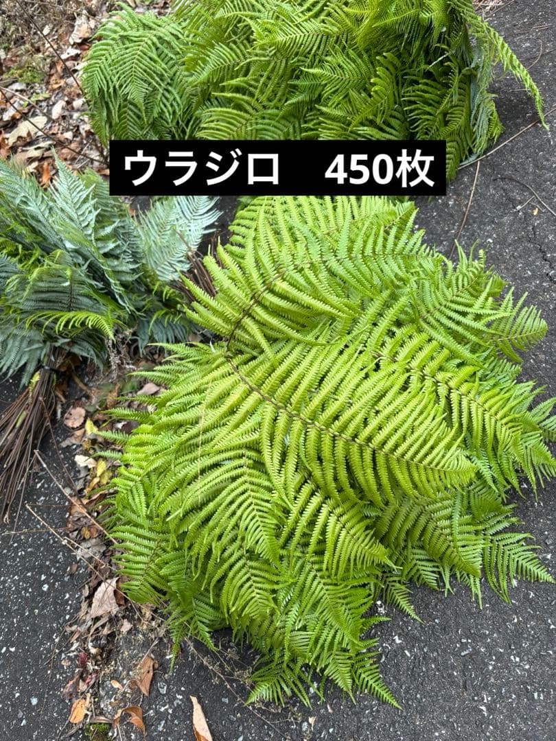 ウラジロ　エディブルフラワー　飾り葉