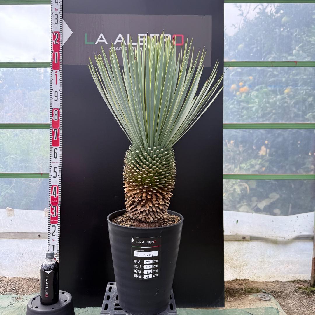 【AL1021】ユッカ　ロストラータ　在庫整理価格