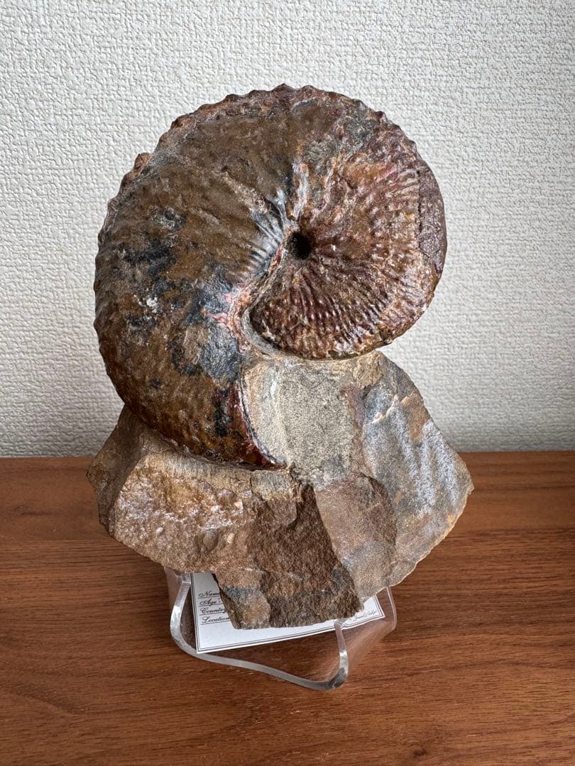 アンモナイト化石 約10cm アクリルスタンド付き