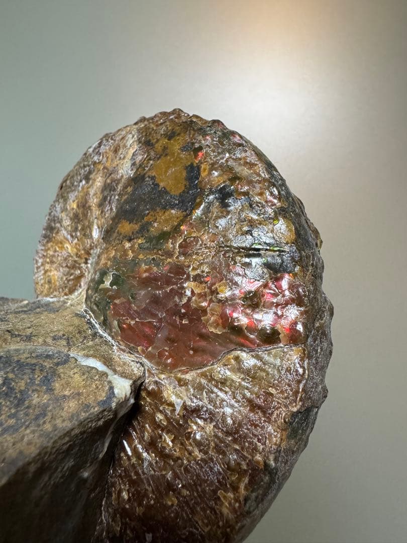 アンモナイト化石 約10cm アクリルスタンド付き