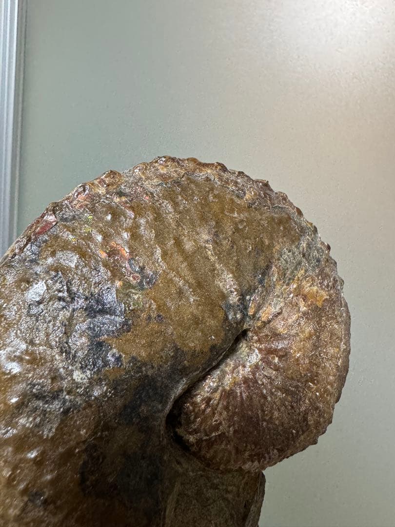 アンモナイト化石 約10cm アクリルスタンド付き