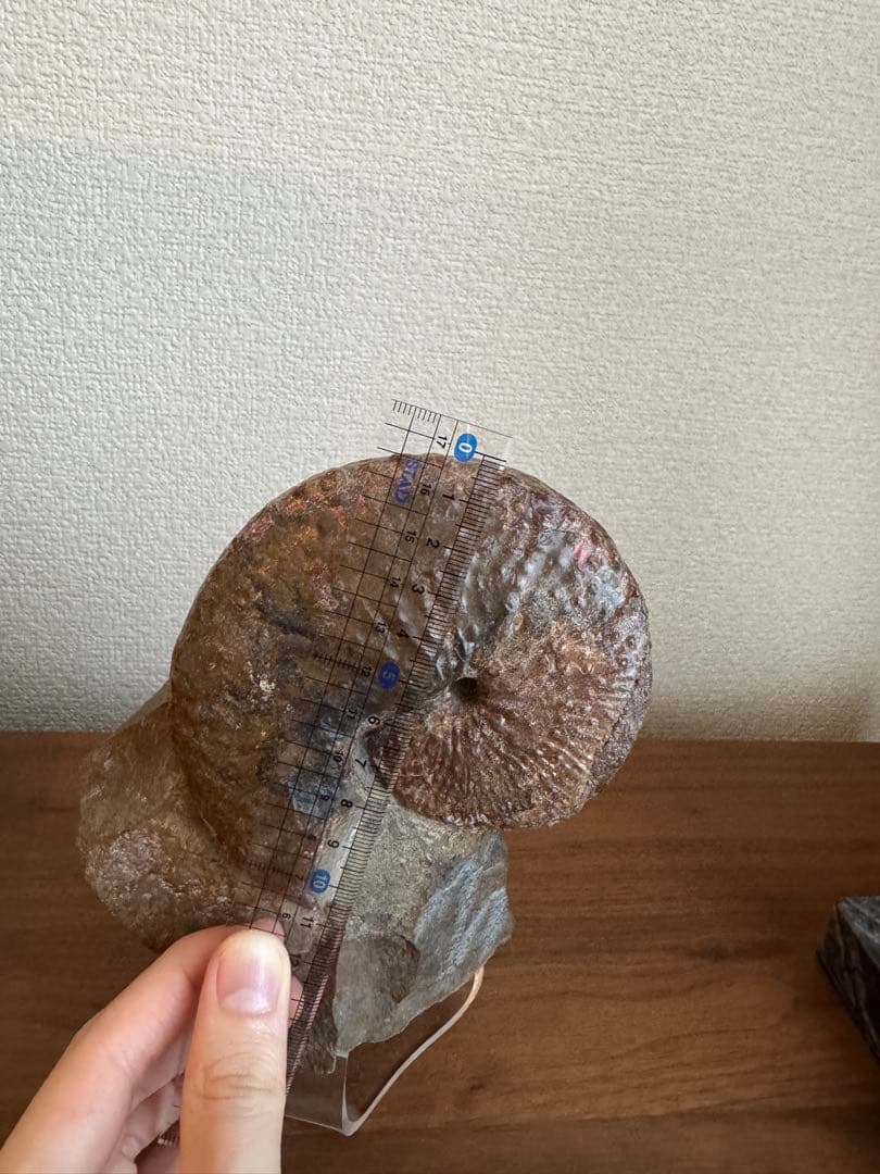 アンモナイト化石 約10cm アクリルスタンド付き