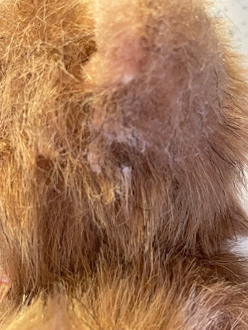 美品　ヴィンテージ　ゼンマイ　編み物ベア アンティークベア　ドイツ