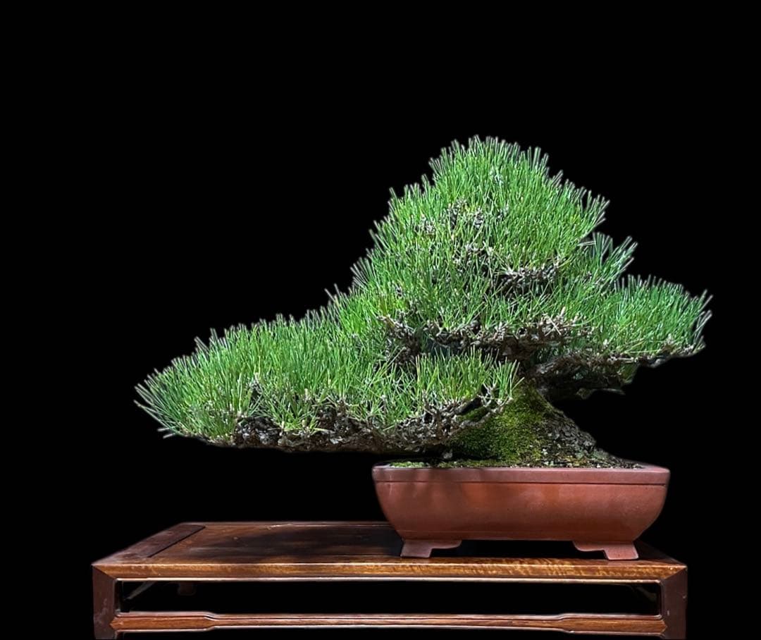 【盆栽屋大和】黒松 大品盆栽 樹齢約120年 取りに来れる方大歓迎 展示品