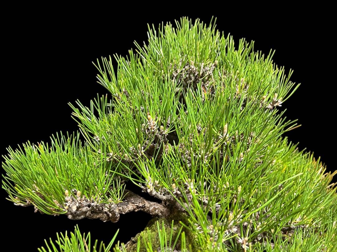 【盆栽屋大和】黒松 大品盆栽 樹齢約120年 取りに来れる方大歓迎 展示品