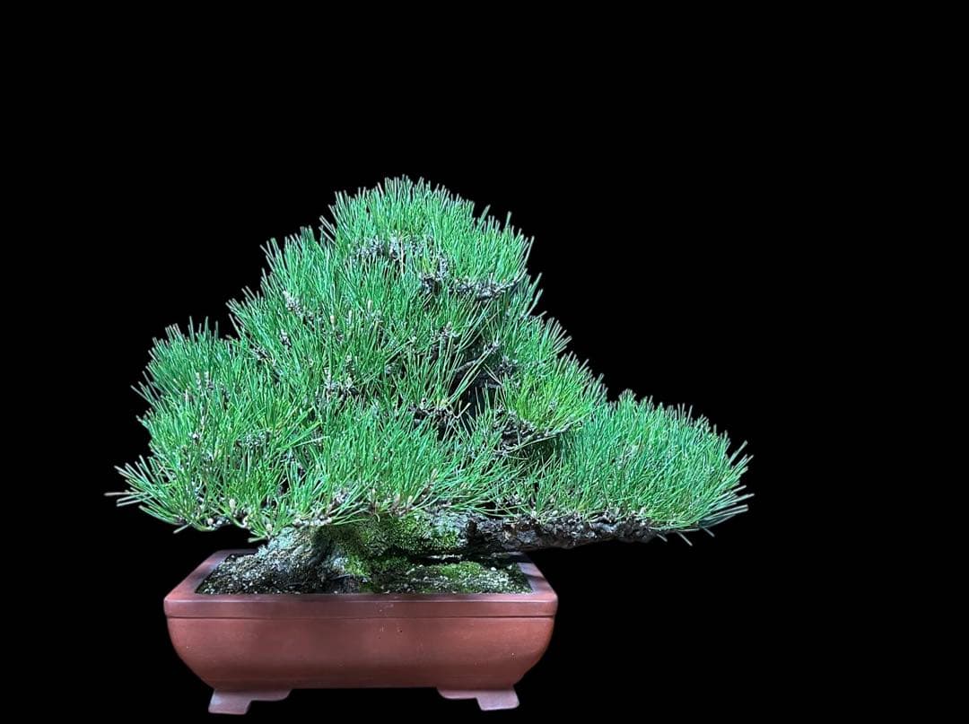 【盆栽屋大和】黒松 大品盆栽 樹齢約120年 取りに来れる方大歓迎 展示品