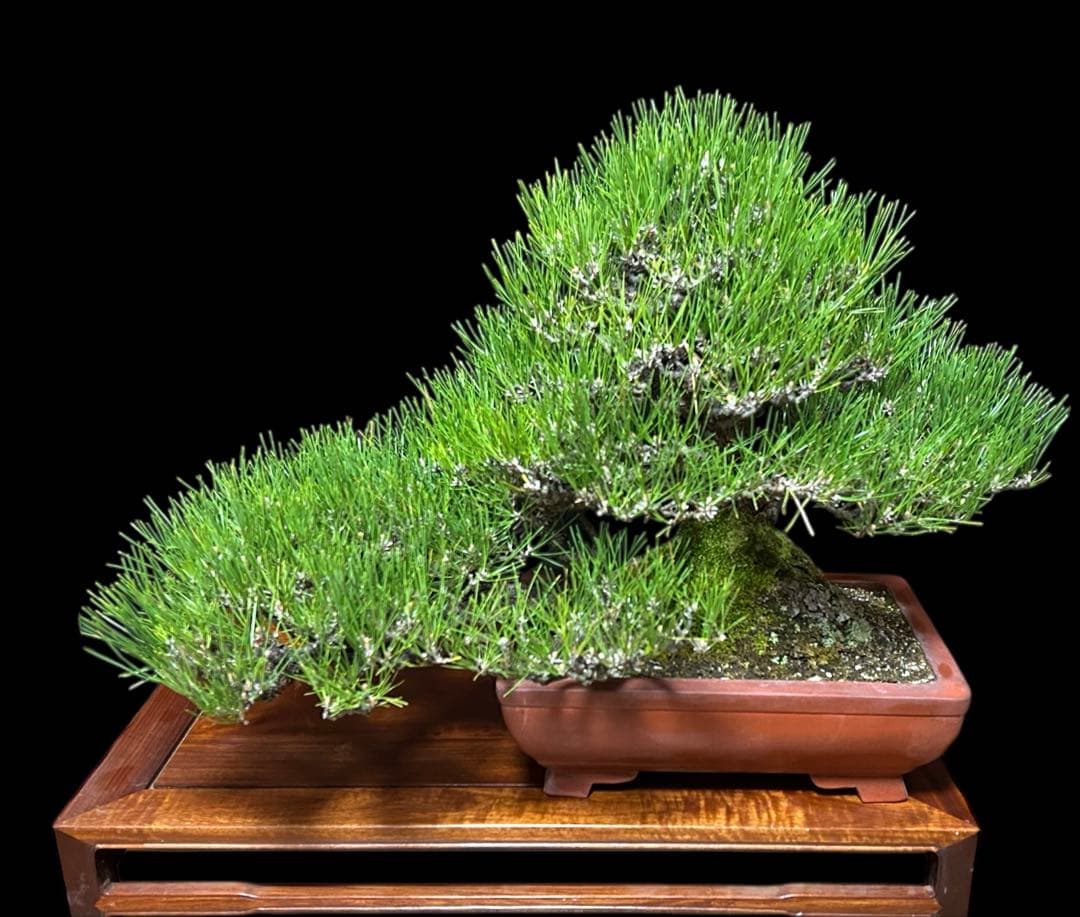 【盆栽屋大和】黒松 大品盆栽 樹齢約120年 取りに来れる方大歓迎 展示品