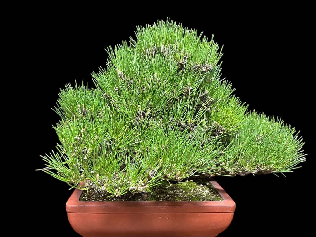 【盆栽屋大和】黒松 大品盆栽 樹齢約120年 取りに来れる方大歓迎 展示品